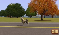 The Sims 3 Pets: Stray Dog
